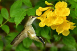 Hummingbird 36.jpg