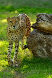 AZ - Cheetah 1.jpg