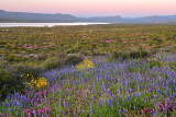 AZ - Roosevelt Lake Lupine and Owls Clover 4.jpg