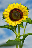 NY - Burt Sunflower 17.jpg