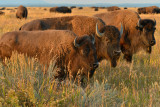 Buffalo - Grand Teton NP 2.jpg