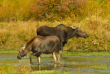 Moose Mom & Baby - Grand Teton NP 4.jpg