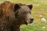 Grizzly Bear - Near Yellowstone NP 8.jpg
