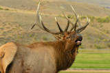Bull Elk - Yellowstone NP 2.jpg