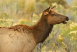 Female Elk - Yellowstone NP 2.jpg