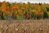 NY - Adirondacks Cat Tails Fall Color.jpg