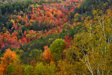 NY - Adirondacks Treescape 2.jpg