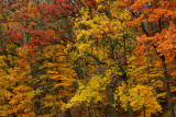 NY - Letchworth SP Treescape 5.jpg