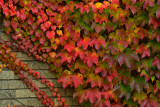 NY - Letchworth SP Treescape 6.jpg