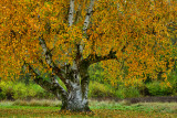 NY - Letchworth SP Treescape 7.jpg