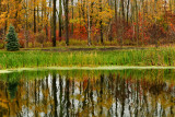 NY - Lockport Fall Swamp.jpg