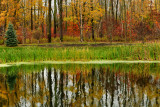 NY - Lockport Fall Swamp.jpg