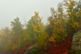 ME - Acadia National Park Fall Treescape 7.jpg