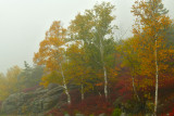 ME - Acadia National Park Fall Treescape 8.jpg