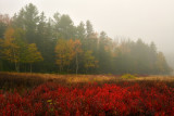 ME - Acadia National Park Jackson Pond Foggy Treescape 1.jpg