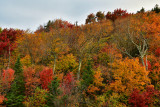 VT - Sherburne Pass Fall Treescape.jpg