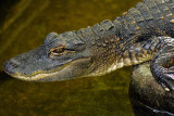 FL - Alligator 1.jpg