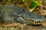 FL - Alligator 7.jpg