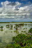 FL - Florida Keys Mangrove Swamp 1.jpg