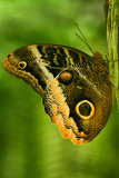 FL - Magnificent Owl Butterfly.jpg