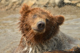 Grizzly - Yellowstone NP 14.jpg