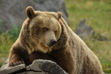 Grizzly - Yellowstone NP 8.jpg