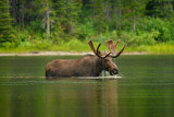 Moose Bull - Glacier NP 3.jpg