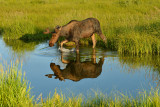 Moose Bull - Grand Teton NP 2.jpg