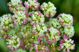 WY - Grand Teton National Park Buckwheat.jpg