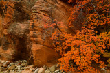 UT - Zion National Park Checkerboard Mesa Fall colors 9.jpg