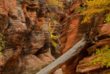 UT - Zion National Park Checkerboard Mesa Fall colors 16.jpg