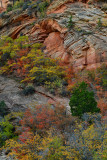 UT - Zion National Park Checkerboard Mesa Fall colors 17.jpg