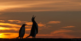 Gentoo Penguin - Ezelspingun - Pygoscelis papua