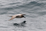 Light-mantled Sooty Albatross - Roetkopalbatros - Phoebetria palpebrata