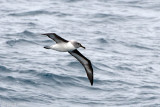 Grey-headed Albatross - Grijskopalbatros - Thalassarche chrystostoma