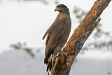Crested Serpent Eagle - Indische Slangenarend - Spilornis cheela