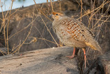 Grey Francolin - Grijze Frankolijn - Francolinus pondicerianus