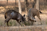 Sambar Deer - Sambar - Rusa unicolor