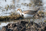 Pheasant-tailed Jacana - Waterfazant - Hydrophasianus chirurgus