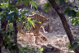 Tiger - Tijger - Panthera tigris