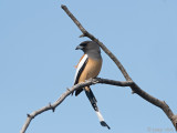 Rufous Treepie - Rosse Boomekster - Dendrocitta vagabunda