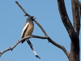 Rufous Treepie - Rosse Boomekster - Dendrocitta vagabunda