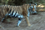 Tiger - Tijger - Panthera tigris