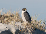 Peregrine - Slechtvalk - Falco peregrinus