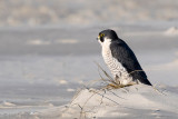 Peregrine - Slechtvalk - Falco peregrinus