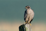 Sparrowhawk - Sperwer - Accipiter nisus