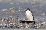 Peregrine - Slechtvalk - Falco peregrinus