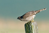 Sparrowhawk - Sperwer - Accipiter nisus