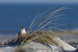 Peregrine - Slechtvalk - Falco peregrinus