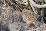 Grey Francolin - Grijze Frankolijn - Francolinus pondicerianus